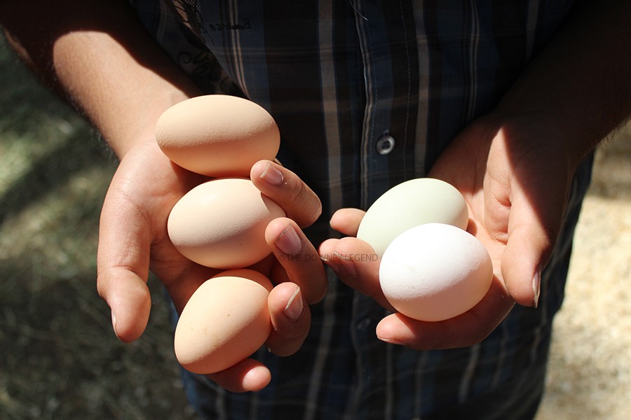 In the Downey High School farm, Luis Zavala, 10, holds new eggs he picked up from the hen house and is ready to move them to their temporary homes to make room for the baby chickens on June 1. “It is easy to work with them since they are babies because they’re easier to handle,” Zavala stated.